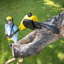 Best Organic Lawn Care Solutions  in Star, NC